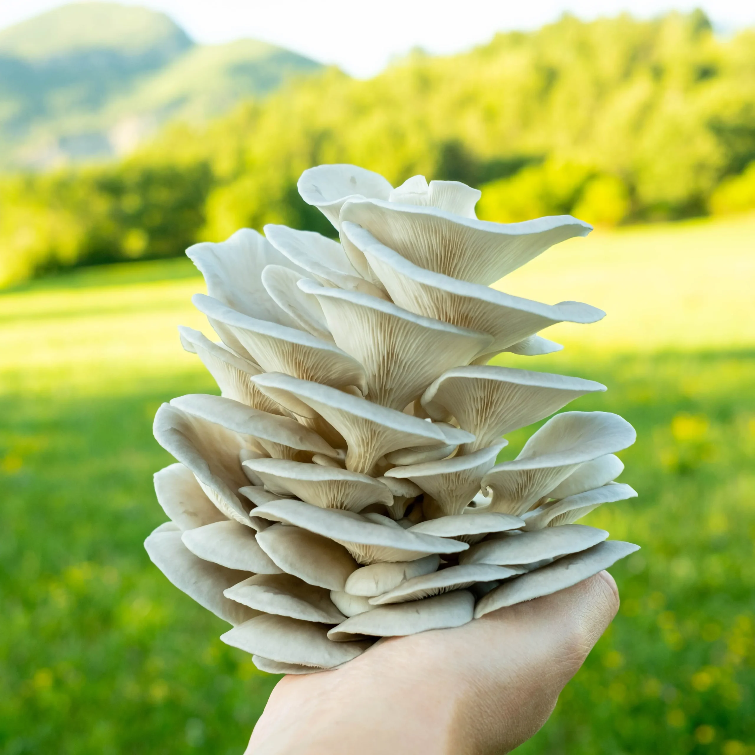 Champignon pleurote grise bio aux lamelles fines, idéal en cuisine