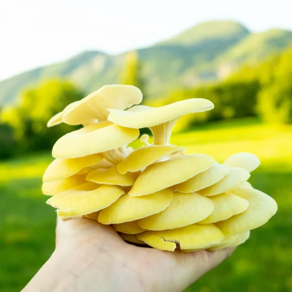 pleurotes-jaunes-champignonniere-bio-fungia-hautes-alpes pleurotes-jaunes-champignonniere-bio-fungia-hautes-alpes
